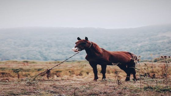تفسير اللجام في الحلم رباط الحصان في المنام