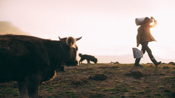 تفسير حليب البقر في الحلم رؤية اللبن في المنام