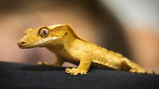 تفسير حلم الحرباء الملونه في المنام لابن سيرين