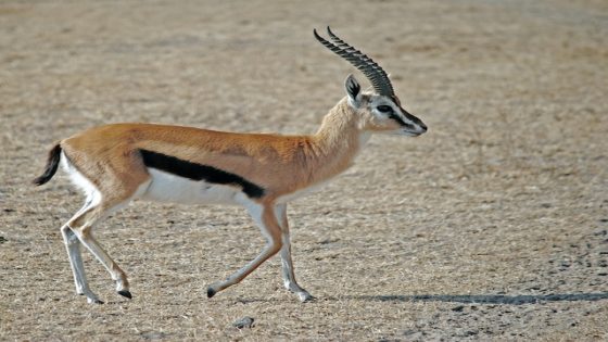 تفسير الغزال في المنام رؤية غزاله في الحلم