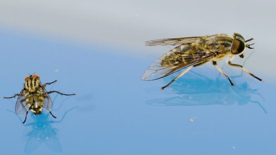 تفسير الذباب في المنام رؤيا الذبابه في الحلم