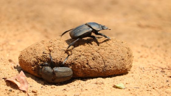 تفسير الغائط في المنام – رؤيا الغائط في الحلم لابن سيرين