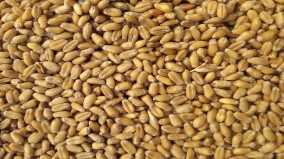 تفسير حلم الحنطة في المنام لابن سيرين