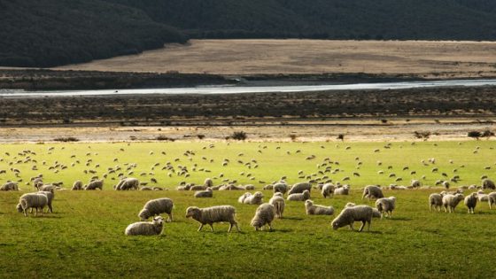 تفسير خروف يلاحقني في الحلم و مطاردة الخروف في المنام