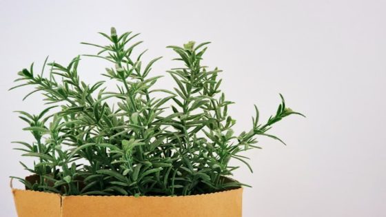 تفسير حلم أكليل الجبل او الروز ماري في المنام لابن سيرين