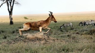 تفسير حلم الغزال رؤية غزال في المنام لإبن سيرين