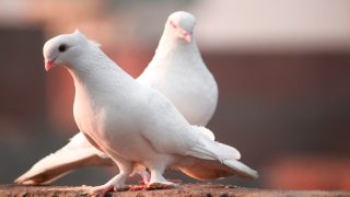 تفسير رؤية الحمامة البيضاء في المنام
