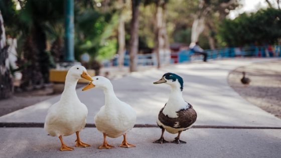 تفسير رؤية بط القرحة في المنام