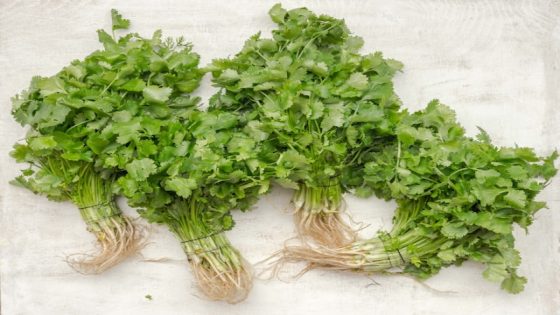 تفسير رؤية الكزبرة في المنام