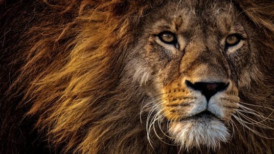 تفسير رؤية الهروب من الأسد في المنام للعزباء