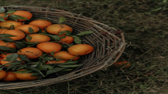 قطف البرتقال في المنام
