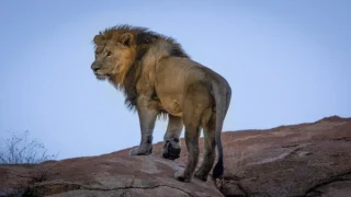 رؤية الأسد في المنام للمتزوجة