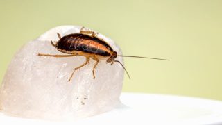 الصراصير والنمل في المنام على الفراش