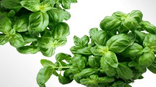 فوائد الحبق مع الشاي الأخضر