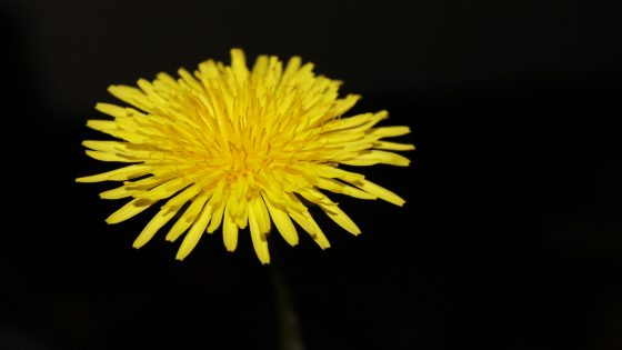 نبات الهندباء البرية