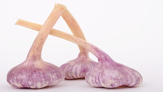 فوائد بلع الثوم قبل النوم