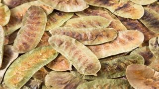 فوائد عشبة العشرق وأضرارها