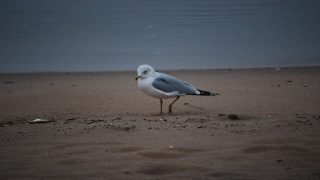 تفسير سماع أصوات الحيوانات في المنام