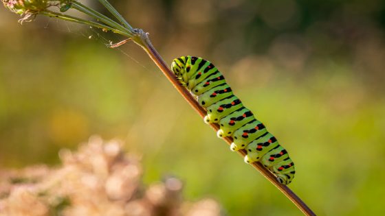 رؤية دودة كبيرة في المنام