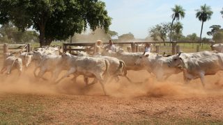 تفسير حلم جري البقرة ورائي للعزباء