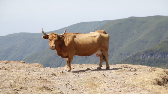 تفسير الثور في المنام وحلم هجوم الثور الهائج