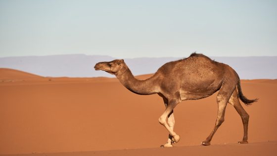 تفسير الابل في الحلم