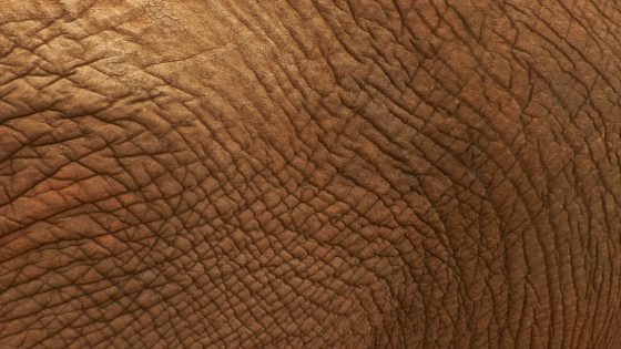 تفسير رؤية الفيل في المنام وحالات رؤية الفيل في الحلم